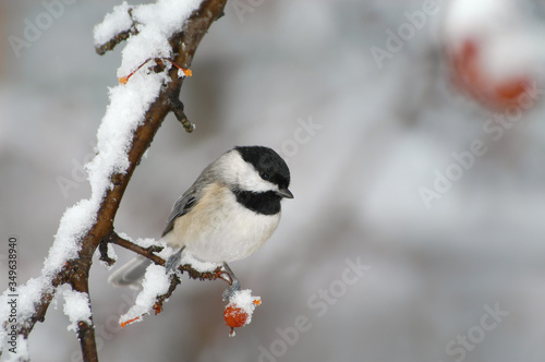 Canvas Print Carolina chickadee (Poecile carolinensis) in snowstorm;  Maryland