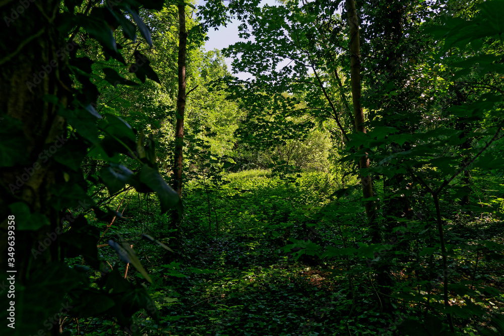 Green leafs in the middle of the forest