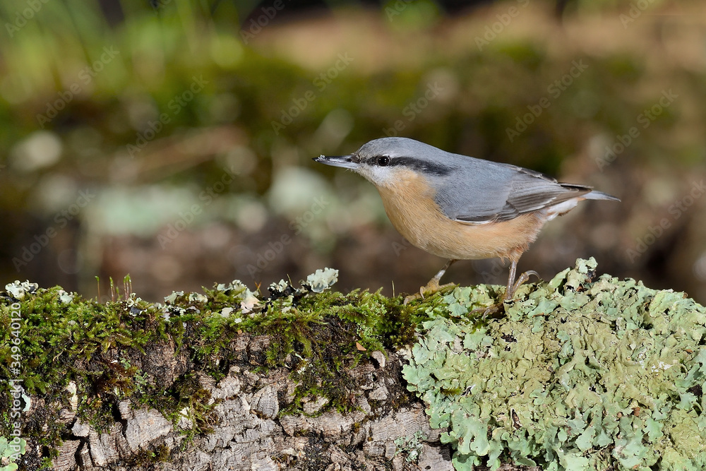 trepador azul posado en una rama con musgo (Sitta europaea) Marbella España trepador azul posado en una rama con musgo (Sitta europaea) Marbella España