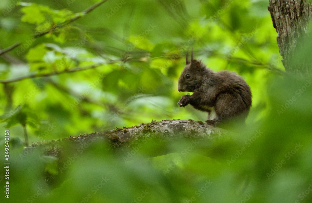 eichhörnchen, tier, nager, natur, wild lebende tiere, säugetier, baum, wild, streifenhörnchen, eichhörnchen, tier, nager, natur, wild lebende tiere, säugetier, baum, wild, streifenhörnchen,