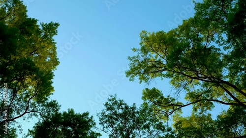 Trees blow in the wind with blue skies background.