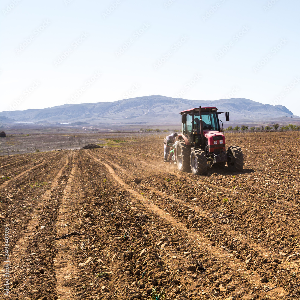 Fototapeta premium Planting grape seedlings