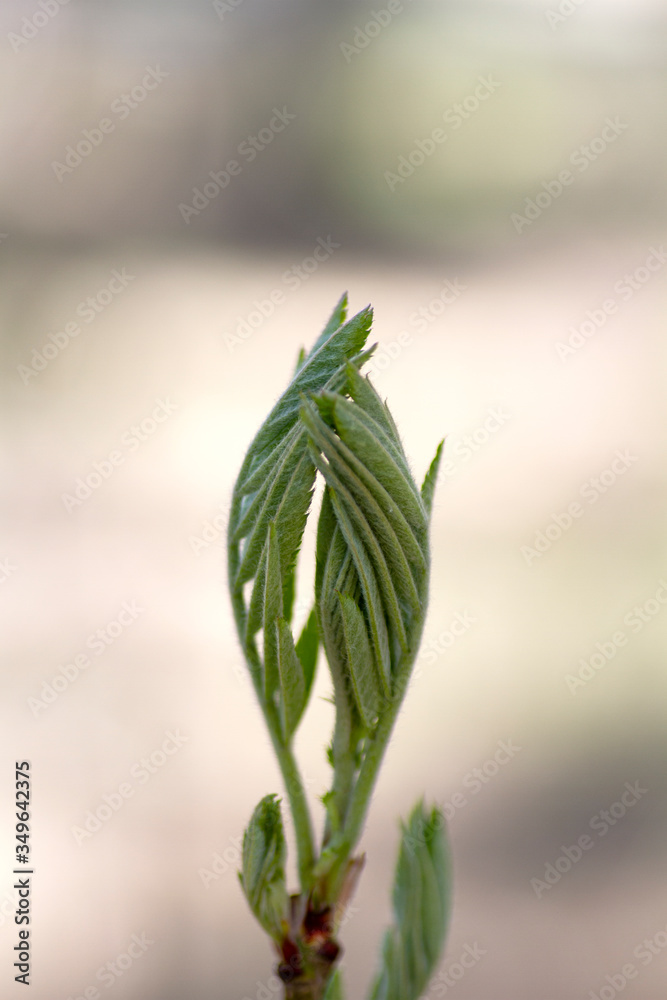 Young leaves of a tree, hands in prayer. macro Young leaves of a tree, hands in prayer. macro