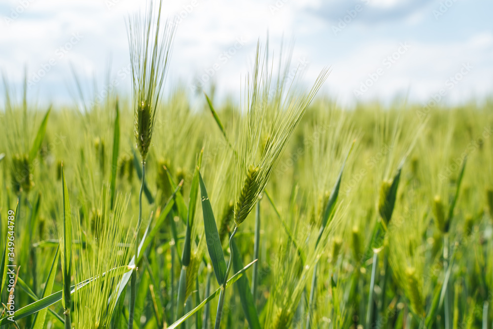 Green field of wheat in spring. Spikelets close up Green field of wheat in spring. Spikelets close up