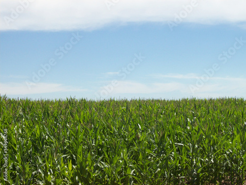 Field strewn with blue sky
