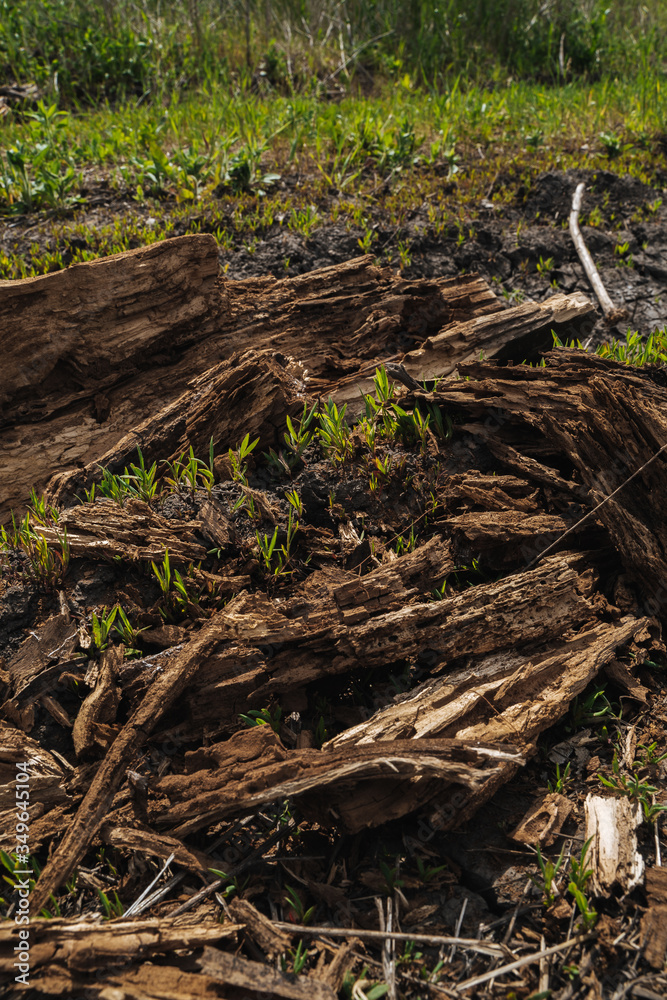 Dry shattered trunk of an old fallen tree