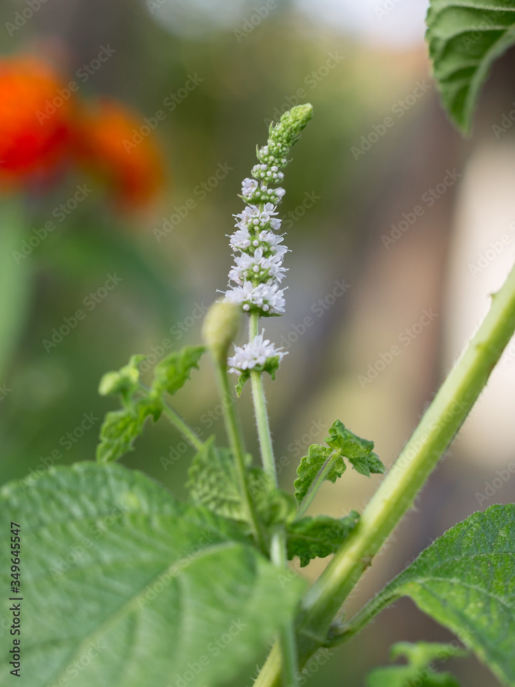 Actaea Racemosa Flower: White Efflorescence in a Garden