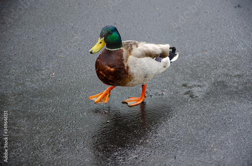 Malard  walking on  pavement photo