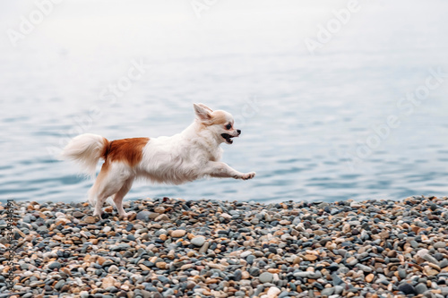 small beautiful happy Chihuahua dog runs in a jump along the beach