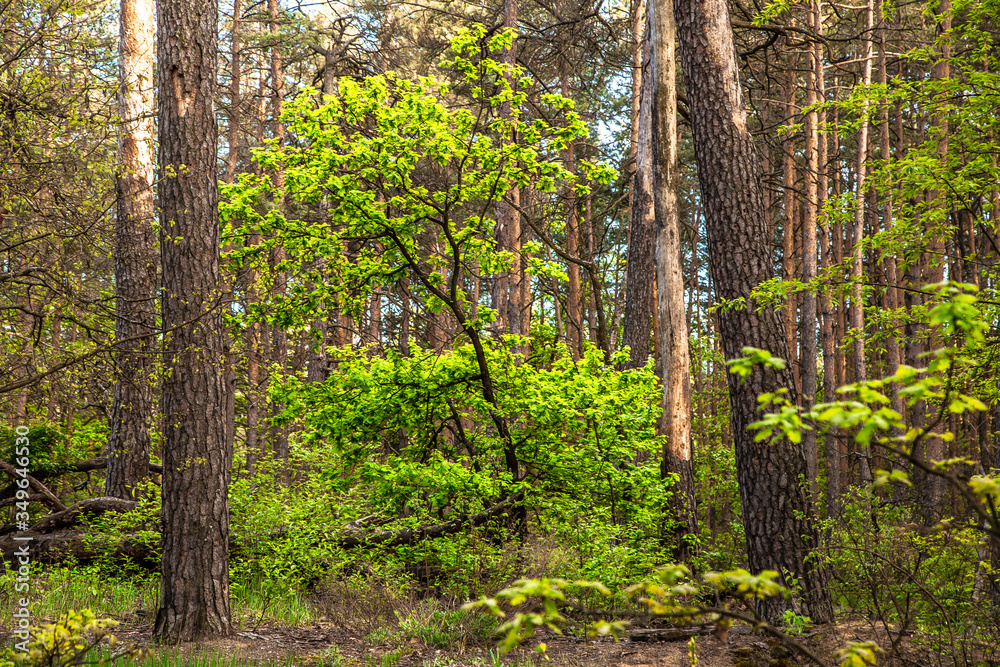 Obraz premium A small leafy tree in a coniferous forest.