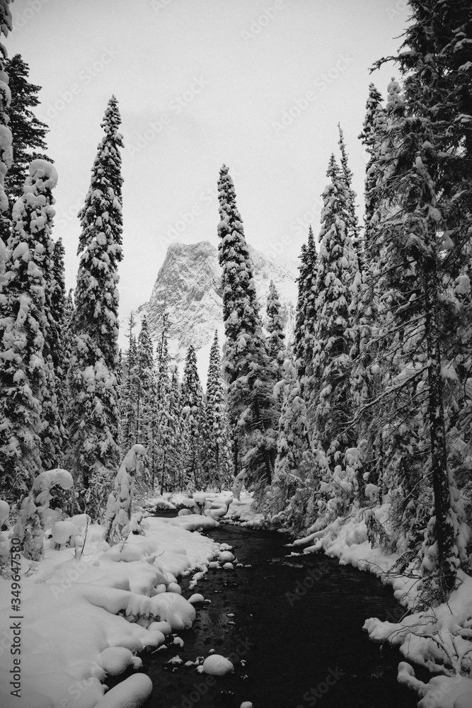 forest in winter forest in winter
