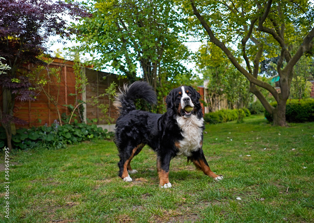 Bernese Mountain Dog playing with tennis ball in the back yard. 