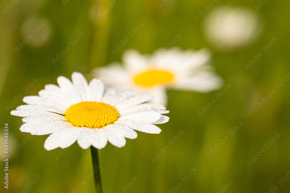 Margeriten in der Wiese mit Tau auf den Blüten Margeriten in der Wiese mit Tau auf den Blüten