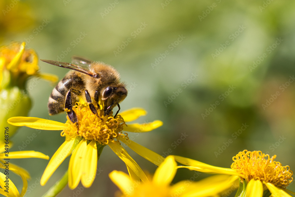 bee on a flower bee on a flower