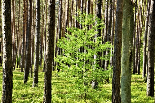 Fototapeta Naklejka Na Ścianę i Meble -  Małe zielone drzewko w lesie sosnowym