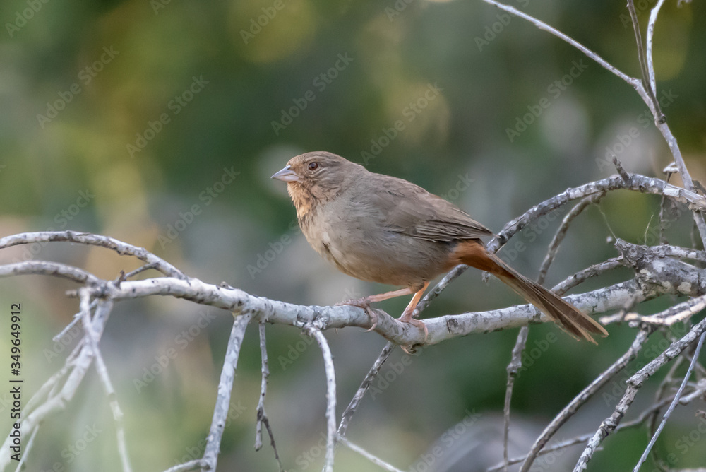 Fototapeta premium Alert California Towhee clings to branch perch in forrest while looking out for potential danger.