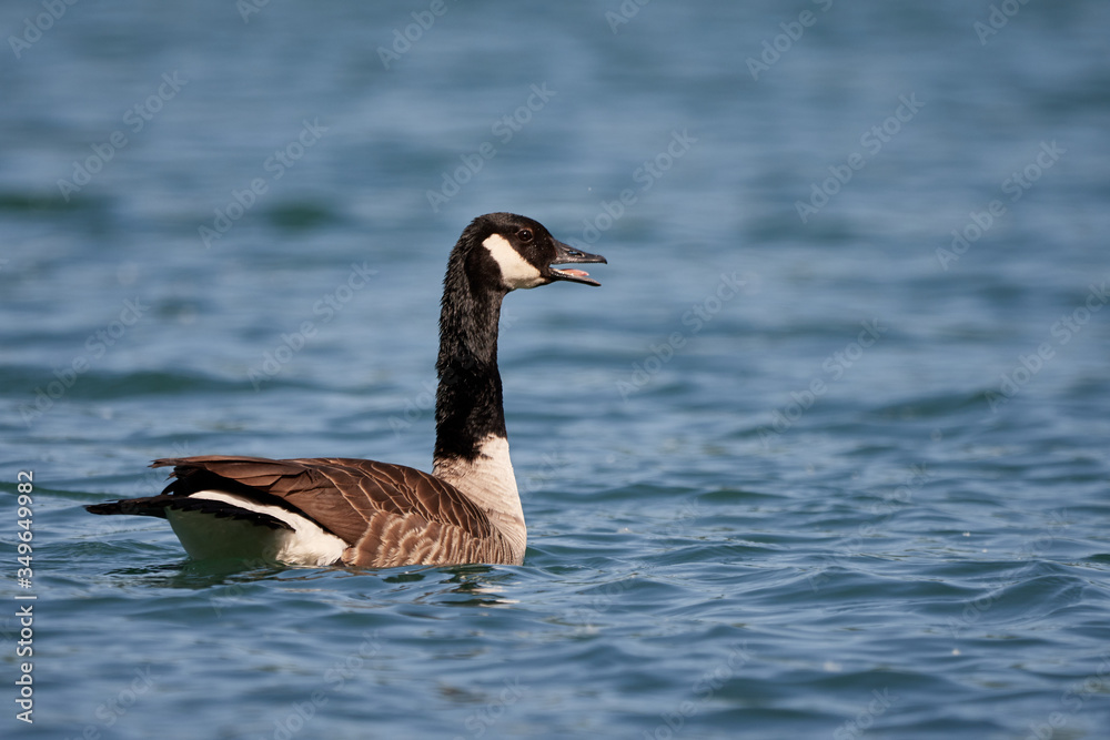 Canada goose (Branta canadensis) swims in a lake in Germany