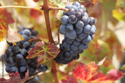 Grapes 3