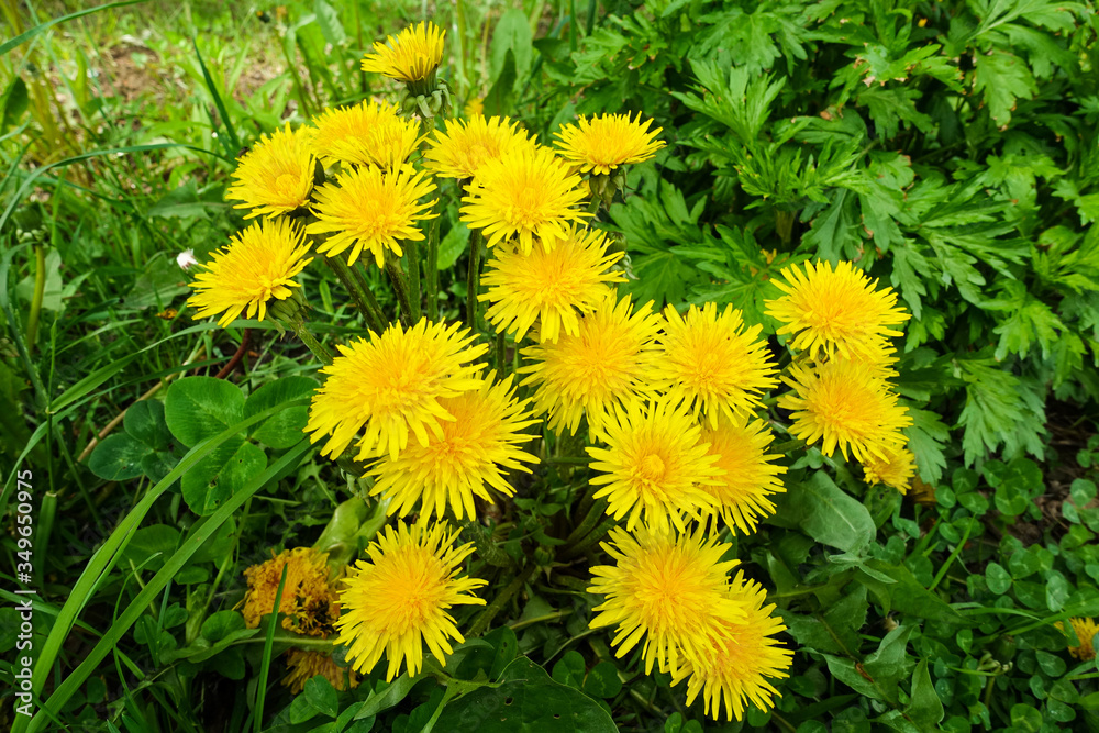 Group of large yellow dandelions in the meadow. Early spring Group of large yellow dandelions in the meadow. Early spring