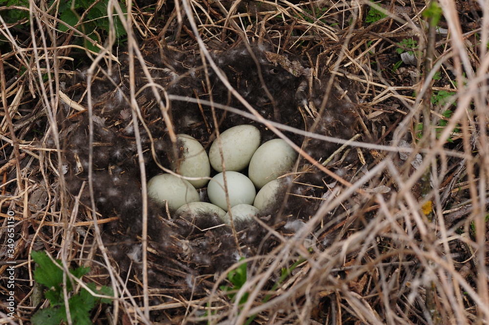 eggs in a bird's nest from the branches close-up. In forest eggs in a bird's nest from the branches close-up. In forest