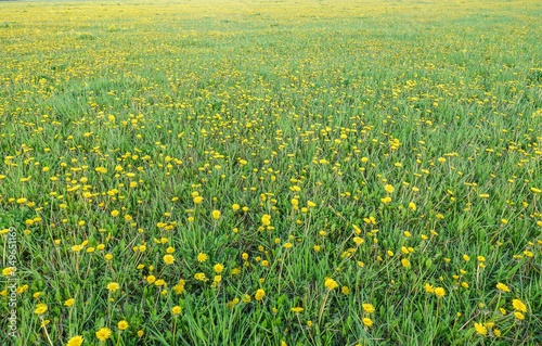 Meadow with yellow dandelions. A whole field of yellow dandelions © Aleksandr