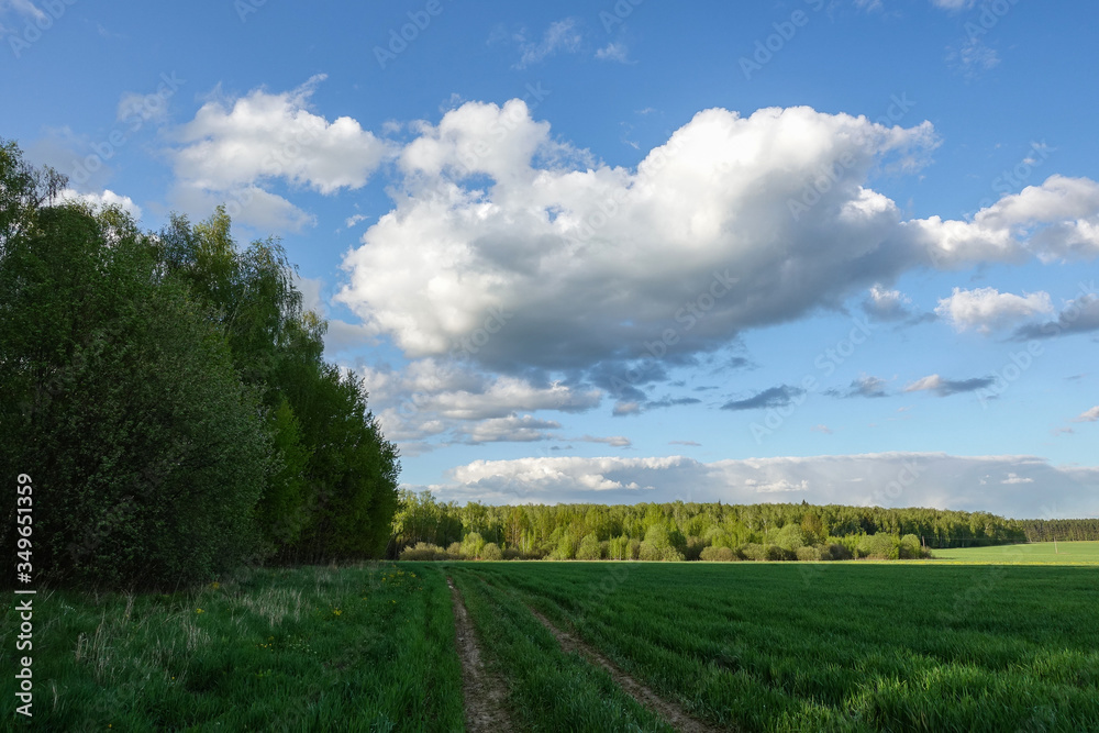 Forest in a sunny day with sky and white clouds