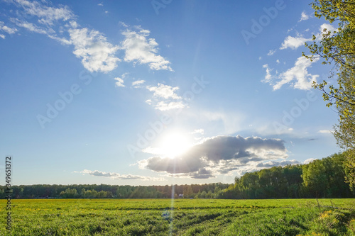 Forest in a sunny day with sky and white clouds photo