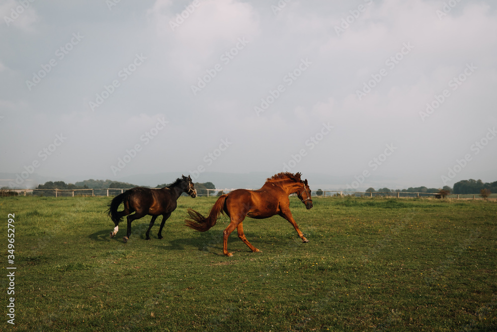 photo of horses running in a green field photo of horses running in a green field
