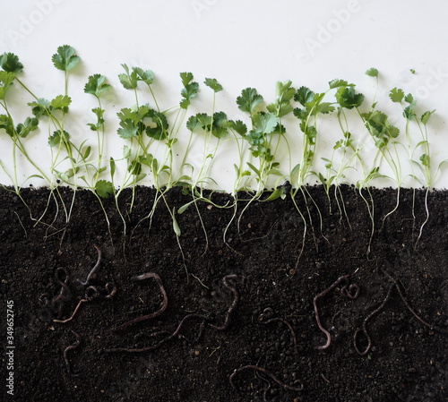 Botany.A layout about how earthworms live in the soil and help loosen the earth.Layout of coriander seasoning plants with roots in the soil and earthworms.