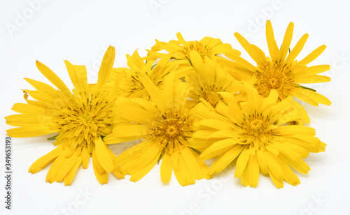 fiori gialli petali arnica margherite composizione  photo