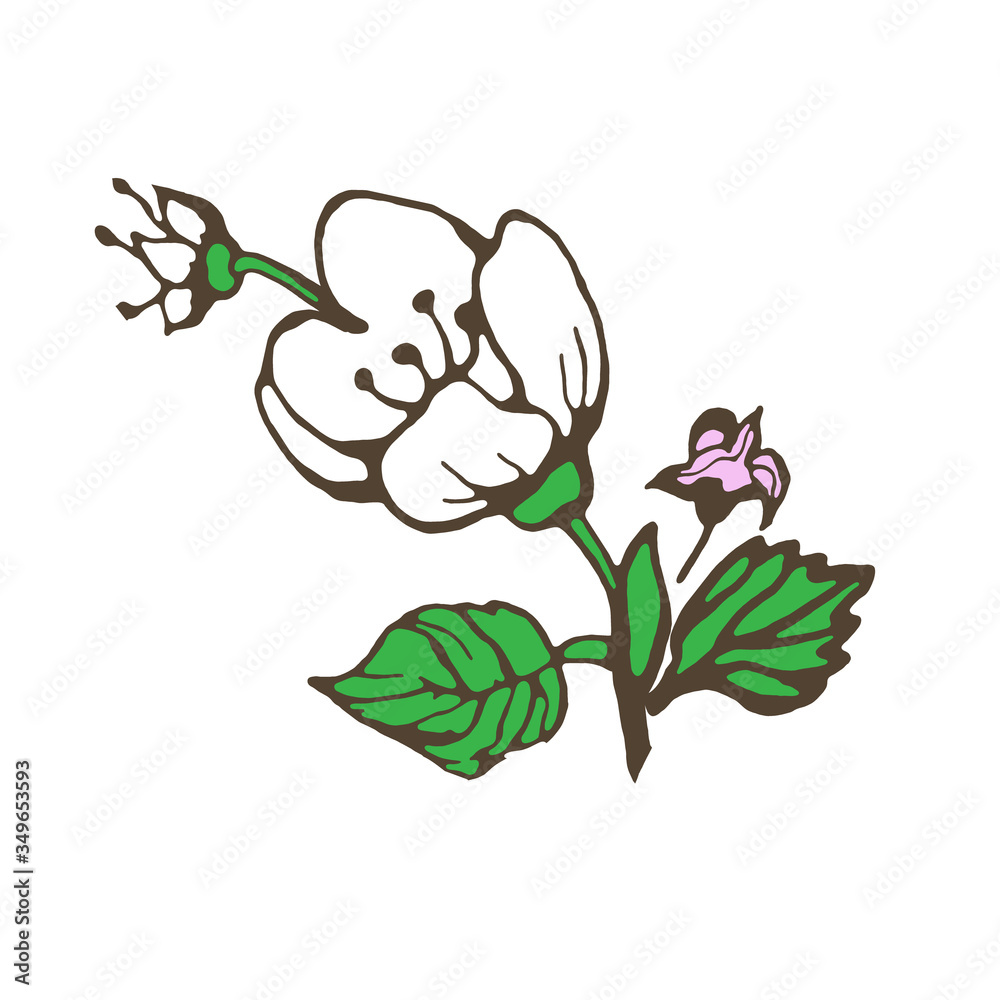 Flowering branch of jasmine pattern. Black white graphics.