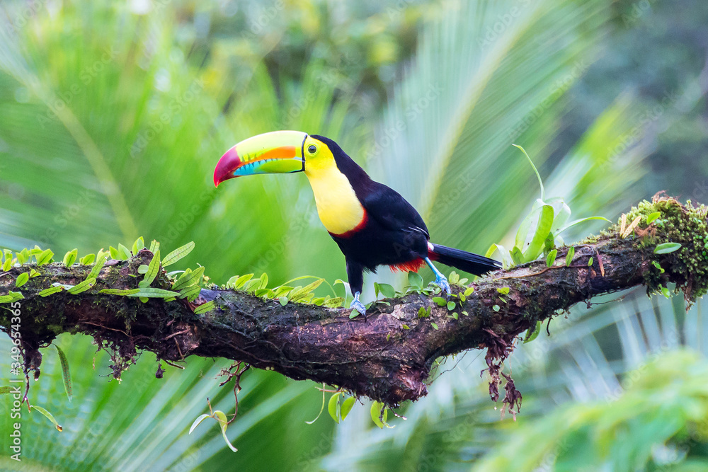 Fototapeta premium Keel-billed Toucan or Rainbow-billed Toucan (Ramphastos sulfuratus), sitting on a branch in the rainforest, Laguna del Lagarto, Costa Rica. 