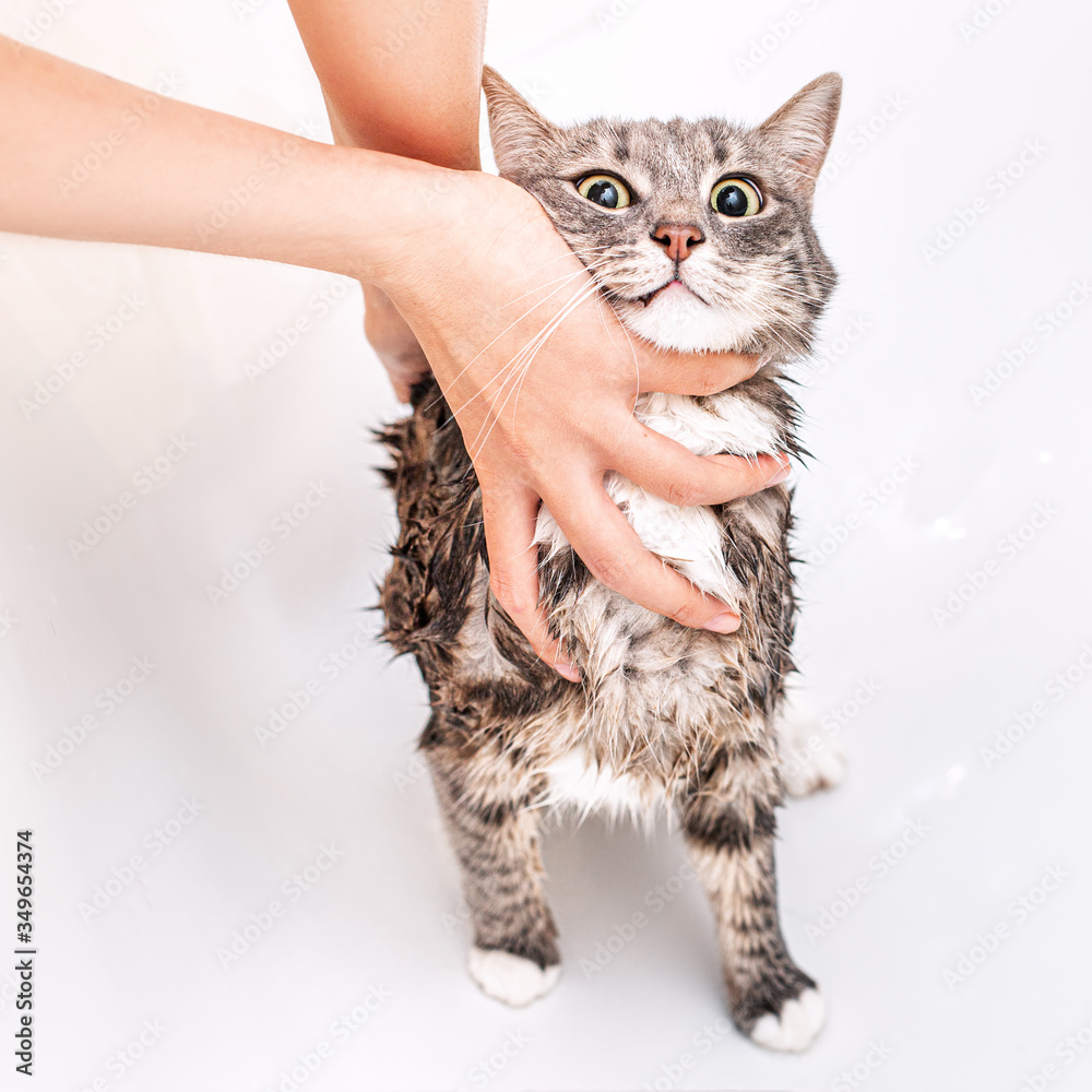 Washing your pet in the bathroom. The cat looks scared. With wet hair. Shampoo and animal