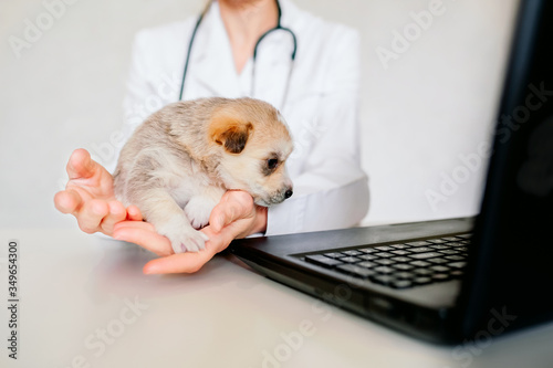 Online consultation with a veterinarian. Veterinarian examines the animal through video chat.  Veterinarian checking pet in conference call. Remote medicine and ambulance. photo