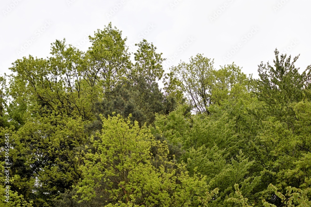 drzewa , natura, liście , las drzewa , natura, liście , las