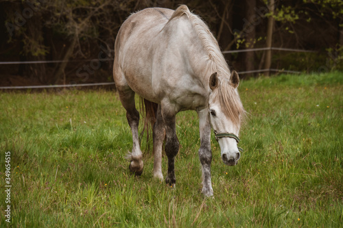 Large white horse close up. Horse standing in a field which his sloping down to the left with some trees as background. The horse is looking to the right of the picture towards the grass. photo