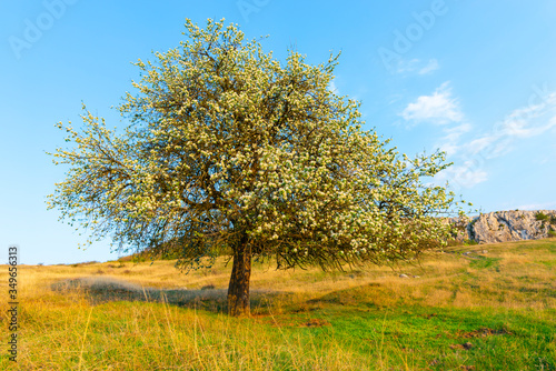 Springtime landscape