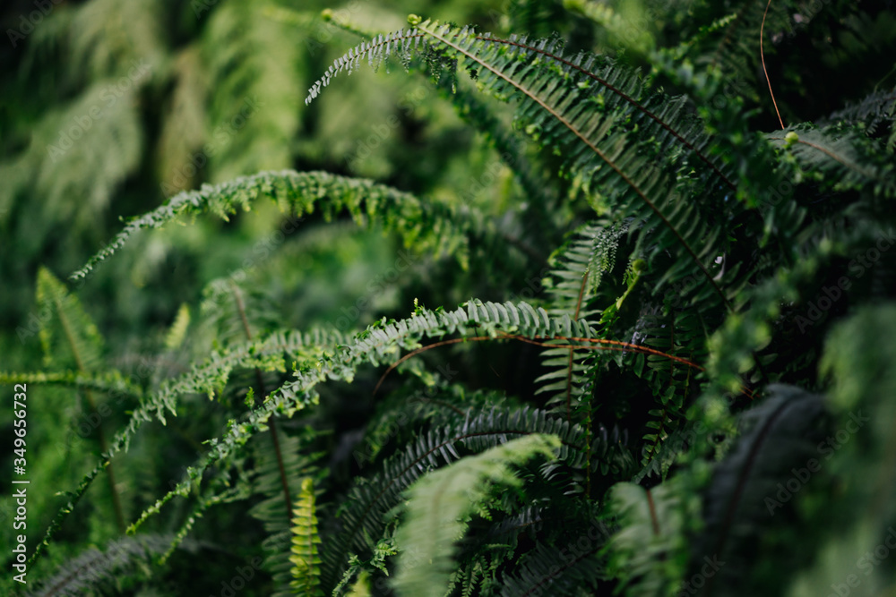 photo of the wild nature of a forest