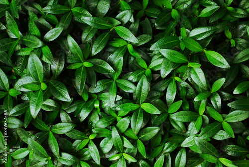 The texture of young foliage on a shrub. Close-up Dense glossy leaves of oblong shape.