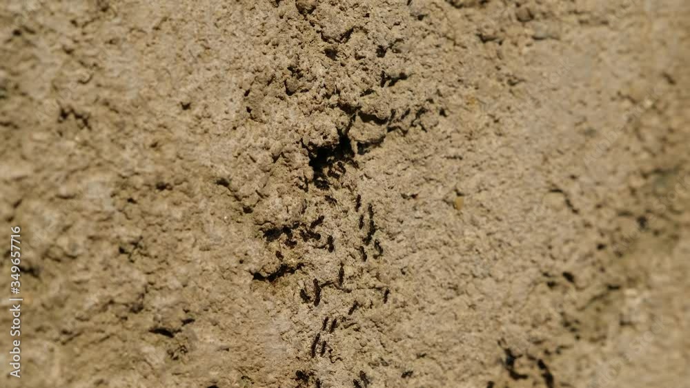 Ants coming in and out of the anthill hole Ants coming in and out of the anthill hole