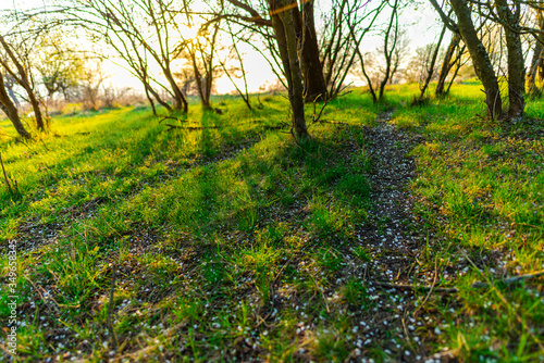 Spring trees