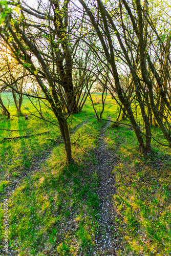 Spring trees