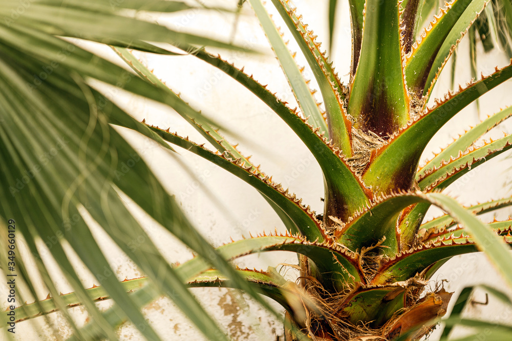 Fototapeta premium Background of beautiful green palm leaves growing wild in a tropical place with white wall behind