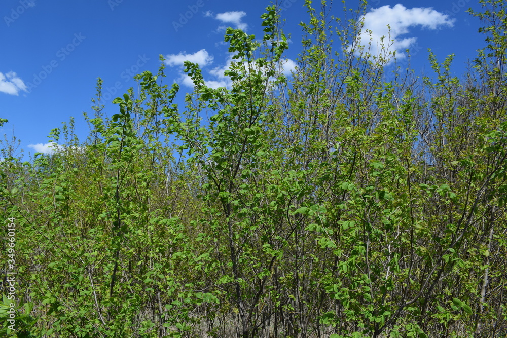 Fototapeta premium Trees. Spring