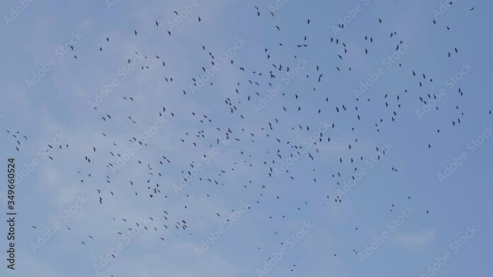 Flock of birds soaring freely in bright sky. Flock of birds soaring freely in bright sky.