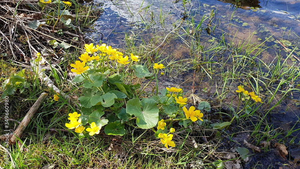 Fototapeta premium Caltha forest blooming with yellow flowers by the pond on a sunny May day