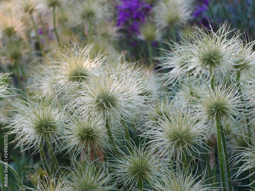 Cluster of white pasque flower (pulsatilla) seed heads