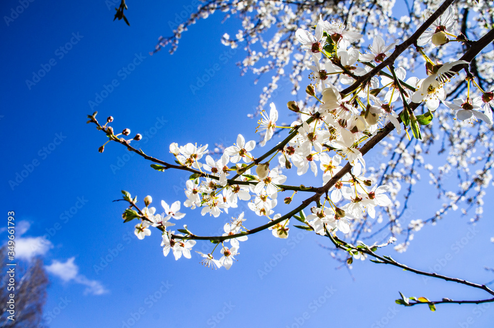Blooming sakura cherry branch with white flowers Blooming sakura cherry branch with white flowers