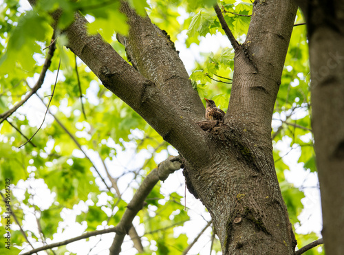 bright fox bird on a tree in natural conditions