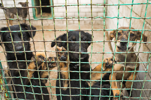 Many stray dogs behind bars of a dog shelter.